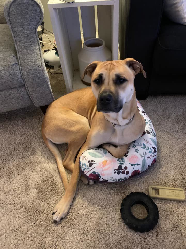 Lily, submitted by Cori Shadid